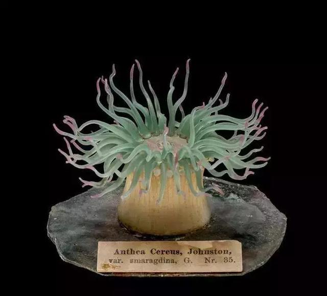 如何制作标本，如何栽种观音竹（那些好看、逼真的标本是如何制作的）