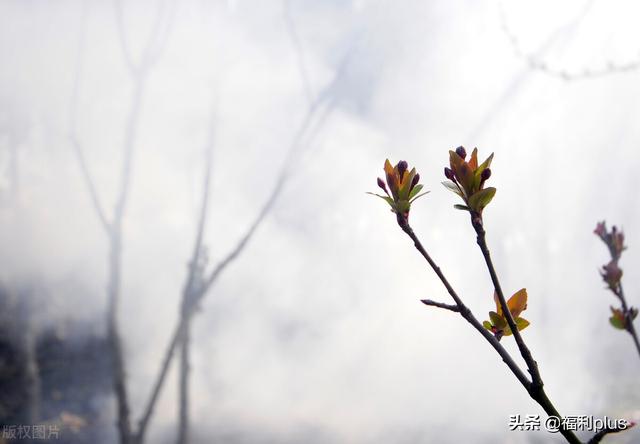 端午节给员工发什么福利好，端午节福利（端午节员工福利该发什么好）