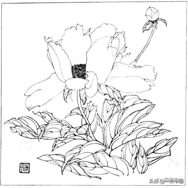 简笔画报花名：手绘铅笔画“白杜鹃花”画法，简笔画报花名（百花苑——白描百花分享<一>）