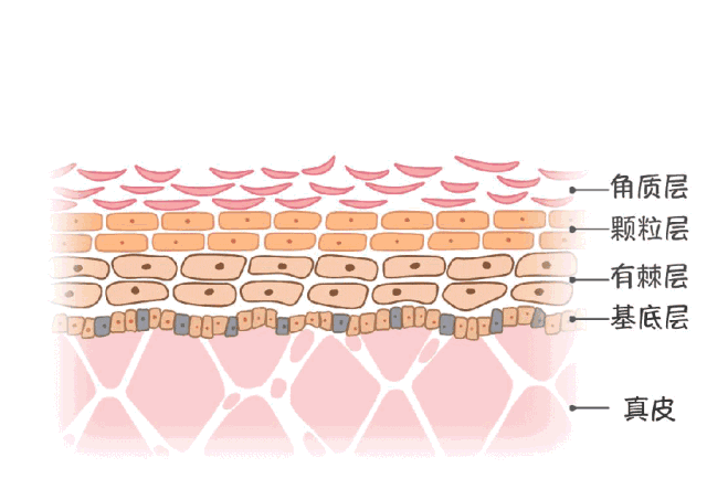 脸上的黑色素怎样才能代谢出来，怎样把脸上的黑色素代谢出来（你不知道的黑色素的天敌）
