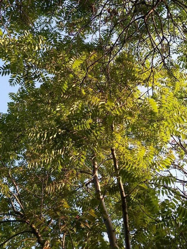 桂花树的风水禁忌，院子里种桂花树的风水禁忌（种在门口最有派头）