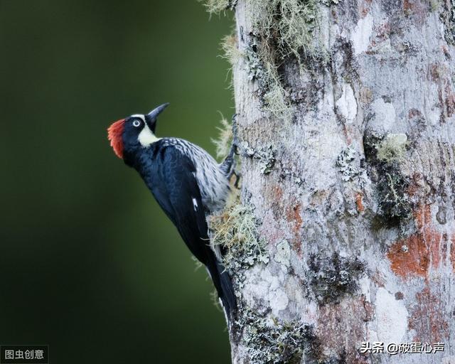 动物医生除了啄木鸟还有哪些，除了啄木鸟是医生还有其他吗（一种值得人类学习的鸟儿——啄木鸟）