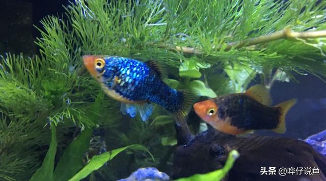 前面两期文章里,哗仔分别为大家着重介绍了红剑鱼和玛丽鱼.