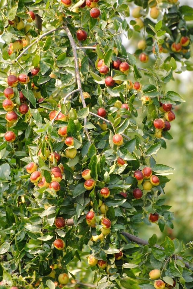 院子里最旺宅的果树有哪些，院子里最旺宅的果树有哪些品种（庭院种六树）