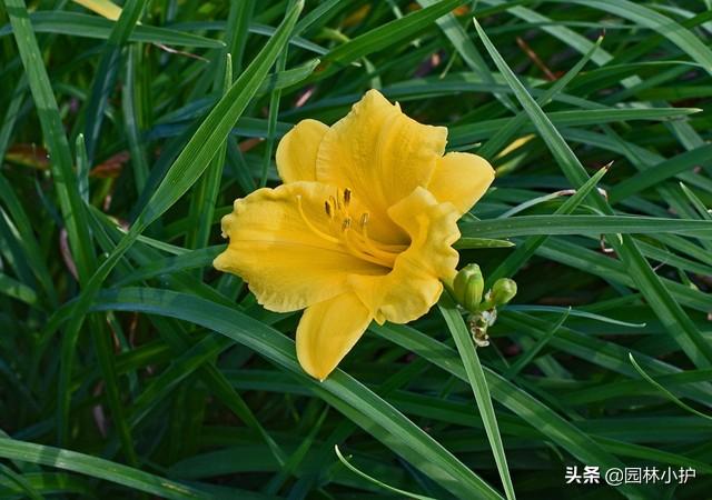 忘忧草代表什么意思，传说中的“忘忧草”（忘忧草的意思是什么）