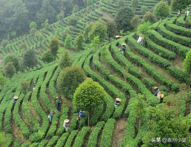 窝坑茶的功效与作用及禁忌，窝坑茶的功效与作用及禁忌是什么（各地茗茶知多少）