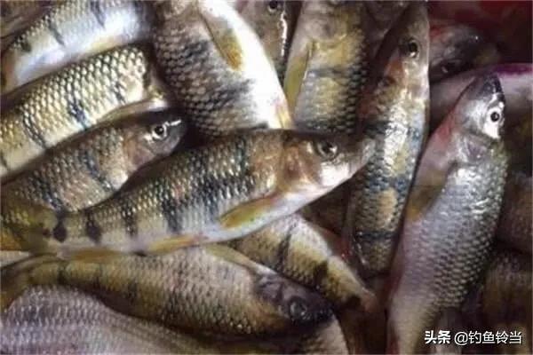 体态优美的溪石斑鱼市场价多少？一斤多少钱？最新行情与选购指南全解析