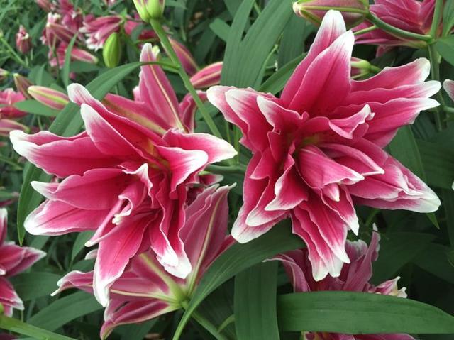 百合玫瑰花束的寓意，百合和玫瑰的花束寓意是什么（2个月就开花）