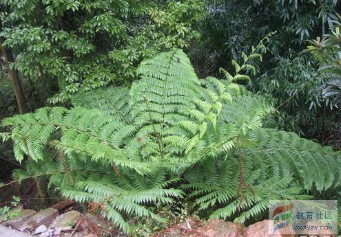 加斯马吐龙是鳄鱼吗，加斯马吐龙（历史上的恐龙时代是怎样的）