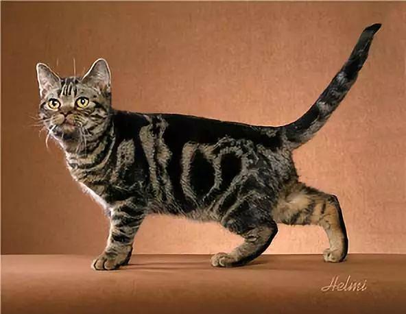 虎斑暹罗猫，银渐层、重点色、虎斑傻傻分不清（海豹虎斑暹罗猫）