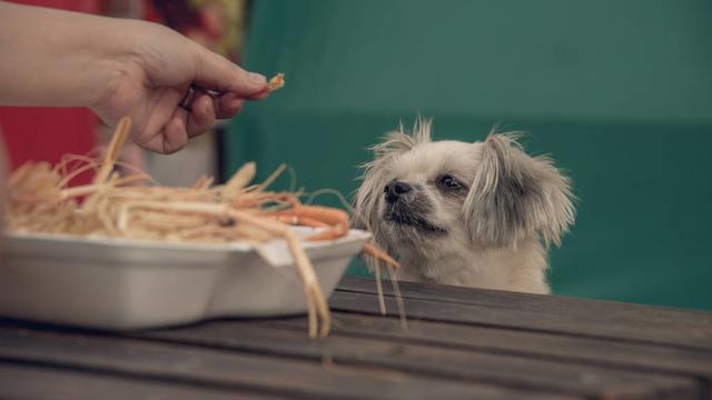 狗狗可以吃盐吗为什么，关于这一点现在给你答案