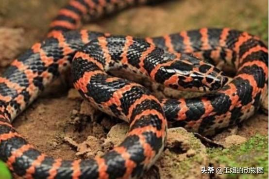 野鸡脖子是什么蛇，野鸡脖子蛇学名叫什么（农村活动最频繁的两种微毒蛇）