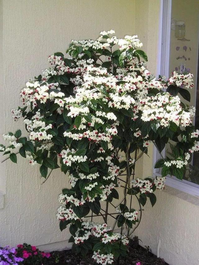 龙吐珠鱼，这花会吐小珠子（龙鱼吐珠的寓意）