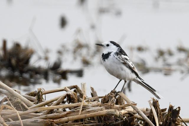 水鸡是什么，水鸡是什么车（西方秧鸡、叽咋柳莺......）
