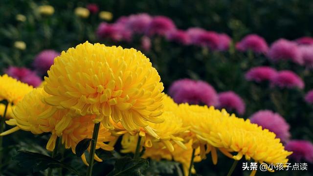 照例的反义词，照例的反义词是什么（按例的例句有哪些）