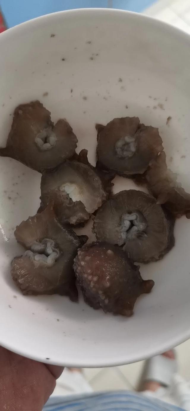 海参干如何发（干海参泡发教程）