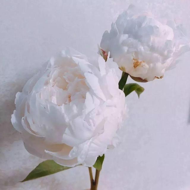 芍药不开花的解决办法，芍药一直不开花怎么办（开花个个比拳头大）