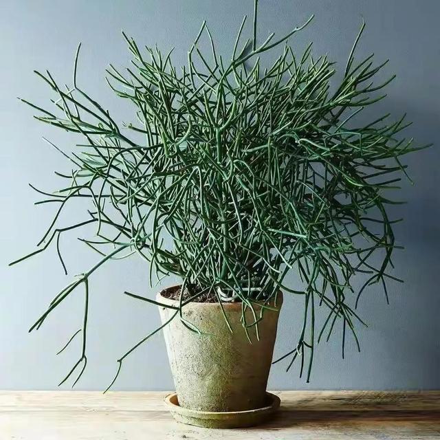 快认清“真面目”，有毒的花名字及图片