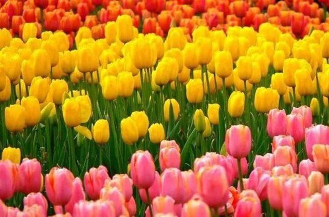 鲜花礼仪象征，送鲜花的礼仪和讲究（浪漫至死不渝～1）