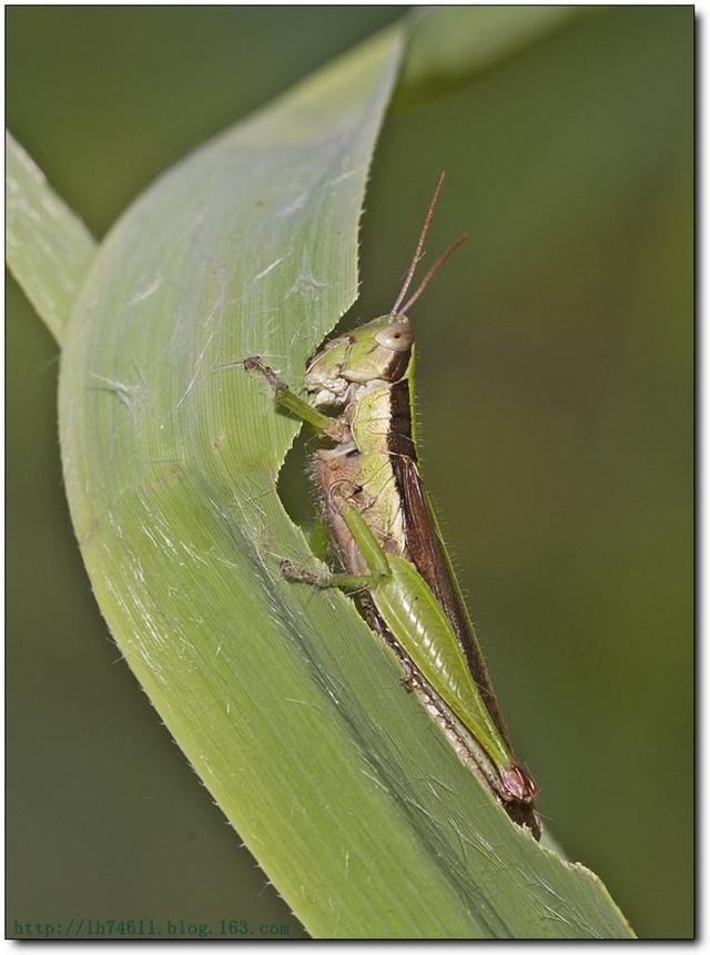 蛩（蛩蠊目），昆虫的分目概要（ひどい目にあった）
