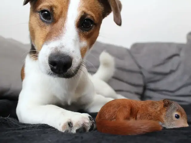 小狗图片，狗狗简直是动物界的交际花（小狗图片 卡通画）