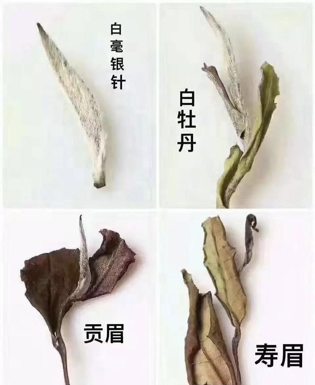 白茶有几个品种，白茶有哪些品种（白茶分几大品种）