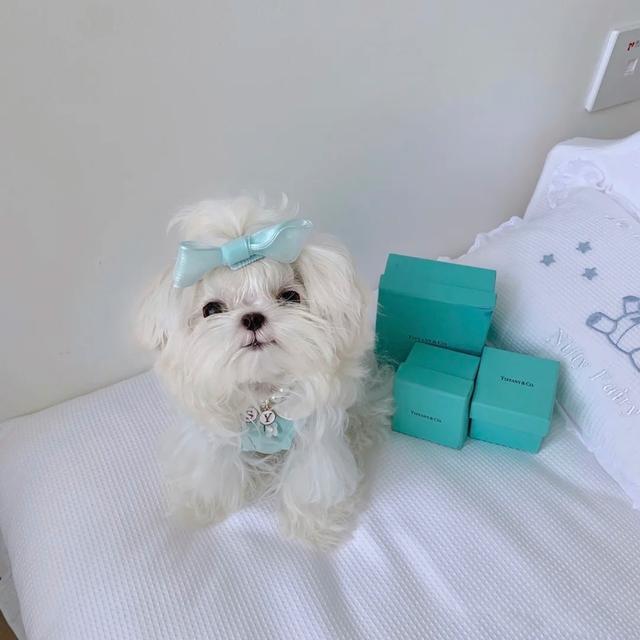 马尔济斯犬掉毛吗，马尔济斯掉毛吗（听我的，千万不要养马尔济斯）