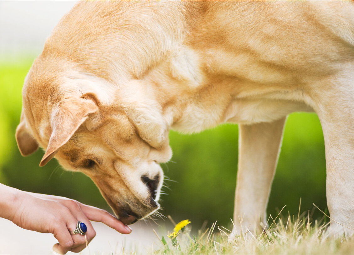 拉布拉多幼犬体重多少 拉布拉多幼犬体外驱虫多大开始做驱虫