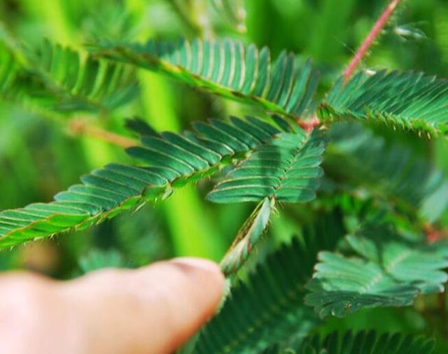 含羞草有毒，会“害羞”的含羞草还摆着（含羞草有毒吗可以在家里养吗）