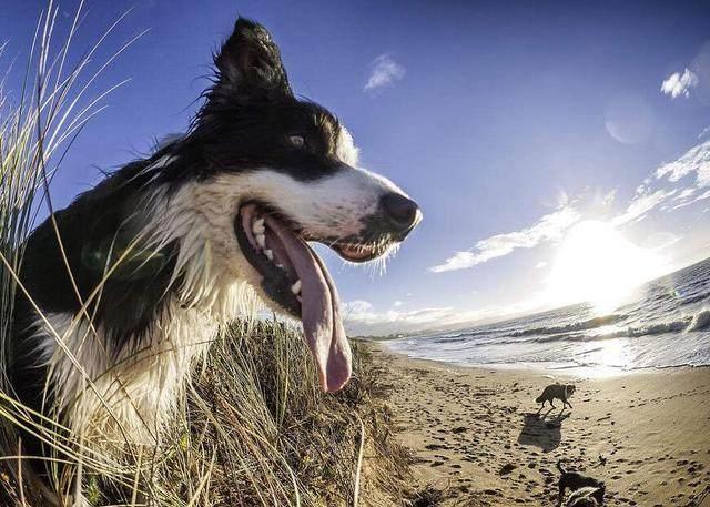 牧羊犬怎么训练，牧羊犬怎么训练听话（边境牧羊犬要怎么训练）