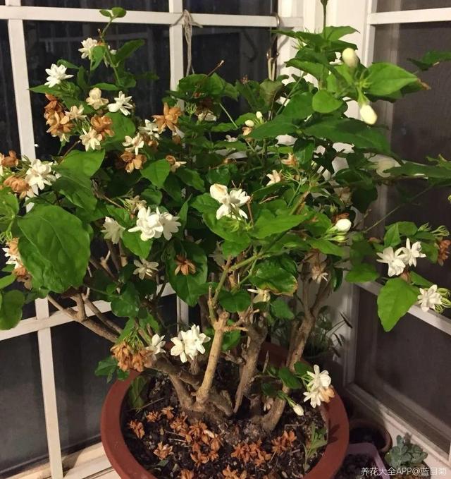 紫薇花什么季节开花，紫薇什么时候开花（温度高也不休眠）