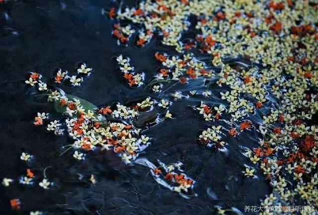 不锈钢盆可以放烤箱吗，烤箱里可以放不锈钢盆吗（10种花最养人）