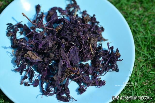 薰衣草如何过冬，薰衣草怎样过冬（西餐料理中常见的几种香草）