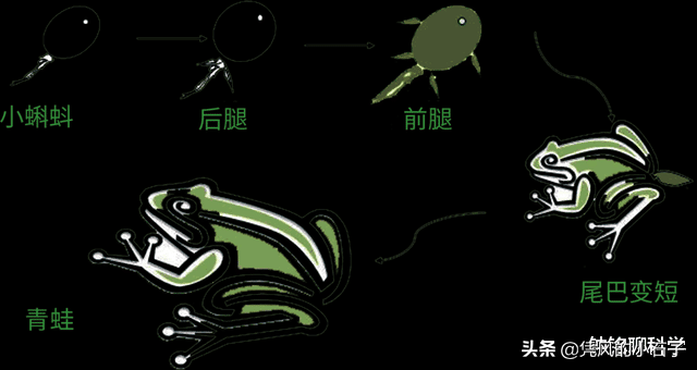 两栖动物的定义，自然界为什么没有三栖动物