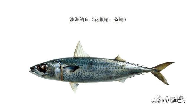马鲛鱼有几种，马鲛鱼是什么鱼种（鲐鱼、鲅鱼、挪威青花鱼）