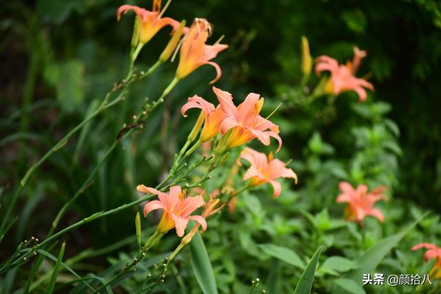 百合几月份开花，百合花什么时候开花（盛开在初夏的橙色花园）