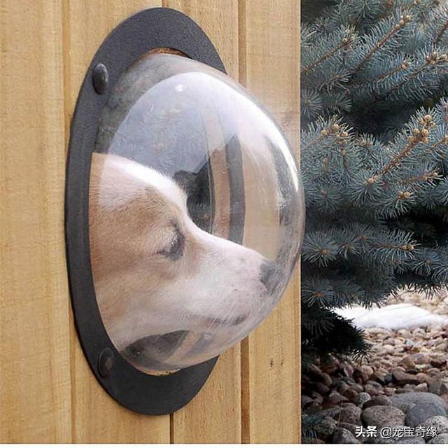 被装在包包里的毛孩纸，被装在包包里的毛孩纸怎么处理（铲屎官为毛孩们所做的事情让人感动图片）