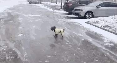 冬天狗在外面能冻死吗，快别说狗不怕冷了