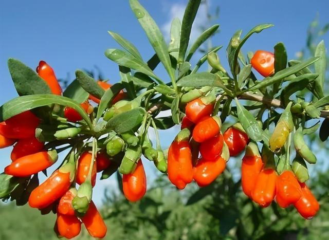 枸杞子有什么功效，每天吃几个枸杞子有什么功效（身体能得到5个好处）