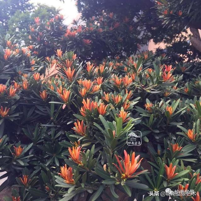 罗汉松盆景欣赏精品，海岛罗汉松——我的红颜知己