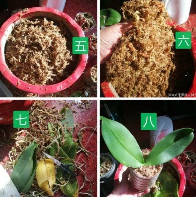 蝴蝶兰的养殖方法和注意事项，蝴蝶兰的养殖方法及注意事项大全（蝴蝶兰想养好很容易）