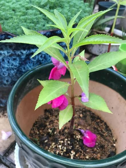 海娜花植物染发，印洋之花海娜粉！（可以染发的盆栽花卉）