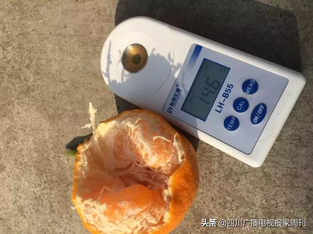 耙耙柑什么人不能吃，耙耙柑不能吃吗（好吃还不上火）