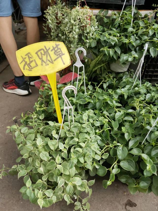 荷花最好看的品种是什么，这花最好看、最好养