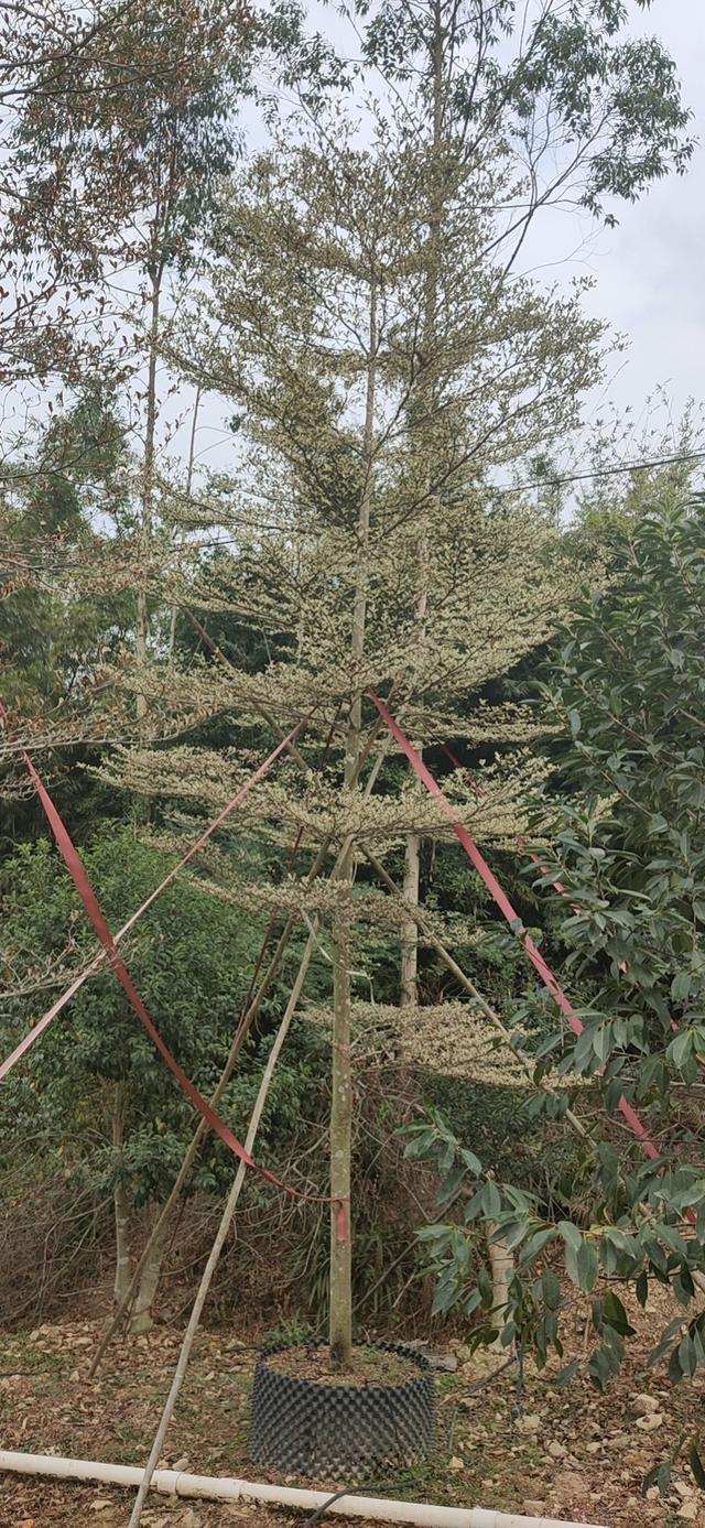 布迪椰子苗，布迪椰子树的生长温度是多少（珠三角区20年老字号）