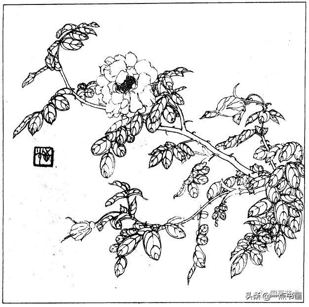 简笔画报花名：手绘铅笔画“白杜鹃花”画法，简笔画报花名（百花苑——白描百花分享<一>）