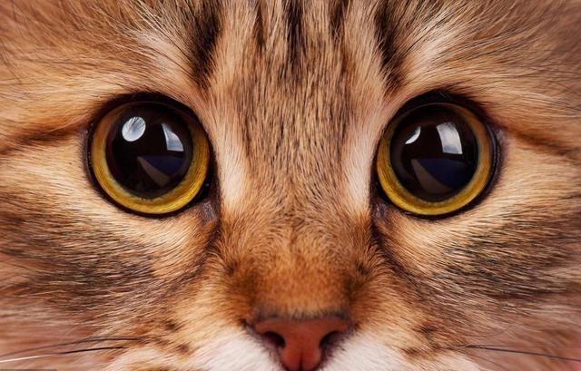 关于猫的语言,猫的语言是怎么说的(因为猫会用眼睛告诉你)