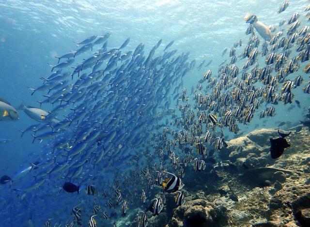 马尔代夫选岛攻略，马尔代夫值得去的岛屿（那么多马尔代夫选岛指南）