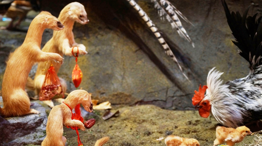 黄鼠狼给鸡拜年歇后语(黄鼠狼给鸡拜年) - 火句子