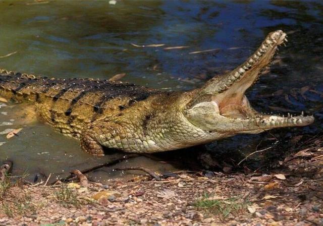 宠物鳄鱼的饲养方法，家养宠物鳄鱼怎么养（觉得吃肉够营养了吗）